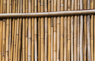 Dry bamboo fence texture or background. Eco natural background concept.