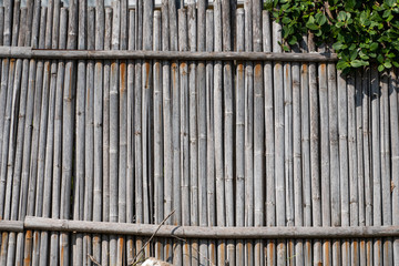 Dry bamboo fence with a plants which growing on it. Eco natural background concept.