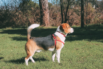 Beagle breed dog watches attentively in the field