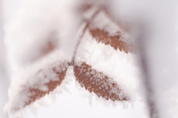 Macro tree in winter with frozen ice crystals. Close up snow