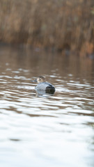 Fototapeta premium Fotografia naturalistica toscana