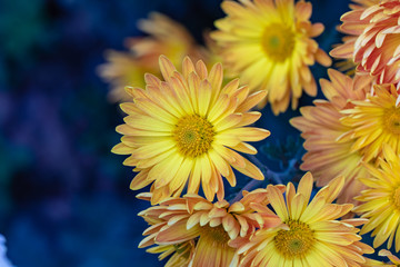 Obraz premium Yellow chrysanthemums close up in autumn Sunny day in the garden. Autumn flowers. Flower head