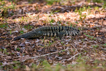 Black and white Tegu photographed in Linhares, Espirito Santo. Southeast of Brazil. Atlantic Forest Biome. Picture made in 2013.