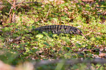 Black and white Tegu photographed in Linhares, Espirito Santo. Southeast of Brazil. Atlantic Forest Biome. Picture made in 2013.