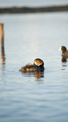 Fotografia naturalistica toscana