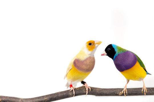 Gouldian finch Bird