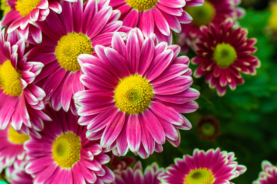 Pink chrysanthemums close up in autumn Sunny day in the garden. Autumn flowers. Flower head