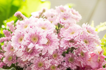 Soft pastel color tone of bouquet of chrysanthemum flowers