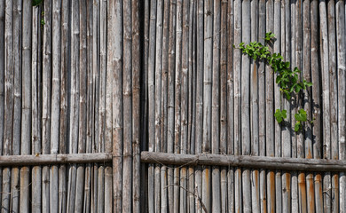 Dry bamboo fence with a plants which growing on it. Eco natural background concept.