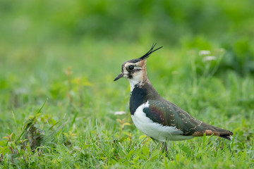 A Northern lapwing in a meadow near a pond
