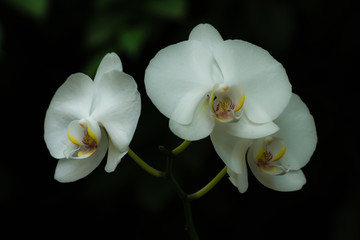 Fototapeta na wymiar Orchid plant with white flowers
