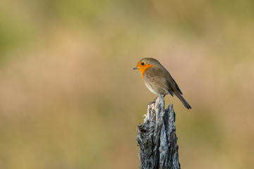 A cute little European robin standing on a peace of wood