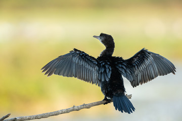 A pygmy cormorant resting on a small branch near the water