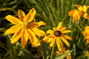 Botanical Gardens Flowers