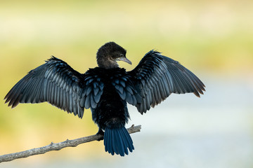 A pygmy cormorant resting on a small branch near the water