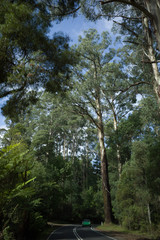 Classic vintage sports car travelling on scenic country forest road