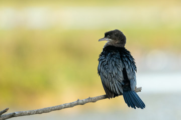 A pygmy cormorant resting on a small branch near the water