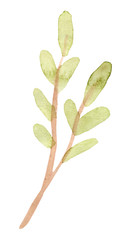 Hand drawn watercolor spring leaves. Isolated on white background.