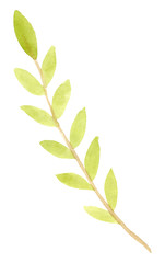 Hand drawn watercolor spring leaves. Isolated on white background.