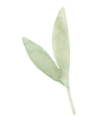 Hand drawn watercolor spring leaves. Isolated on white background.