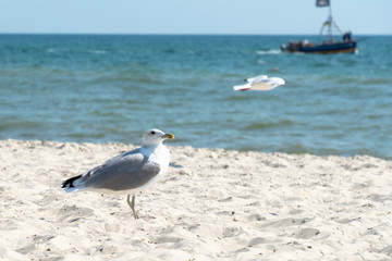 White Seagull on the background of the sea and yacht. White black Seagull against the sea .