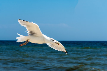 Fototapeta na wymiar Close- upseagull flying on a sea background