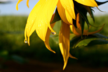 Sunflower with a fresh drop of water against a blue sky