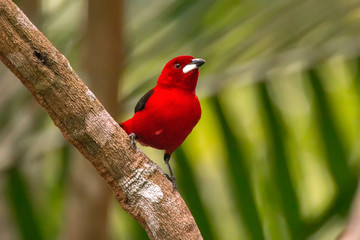 Brazilian Tanager photographed in Linhares, Espirito Santo. Southeast of Brazil. Atlantic Forest Biome. Picture made in 2013.