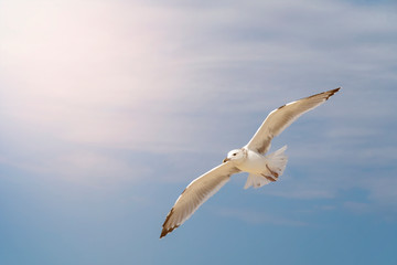 Seagull, flying over blue sky with clouds