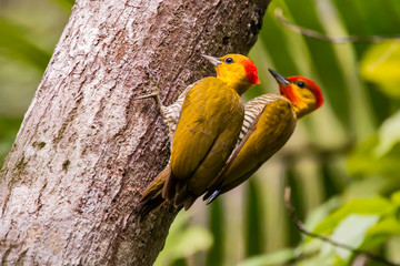 Yellow throated Woodpecker photographed in Linhares, Espirito Santo. Southeast of Brazil. Atlantic Forest Biome. Picture made in 2013.