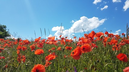 Mohn