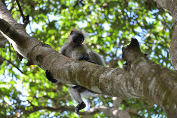 Obraz premium Zanzibar red colobus in Jozani forest. Tanzania, Africa