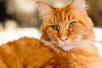 Close-up Portrait of Adorable Ginger Maine Coon Cat Curious Looking in Camera