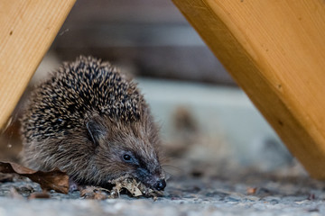 Igel erkundet eine Terrasse