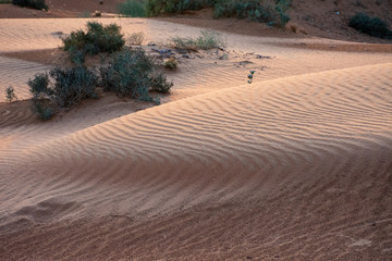 Desert at sunset brings out yellow colored sand and highlighted the animal tracks across the rippled pattern in the sand.