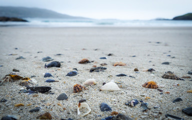 Shell on a beach in Ireland
