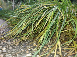 Green Grass Plant
