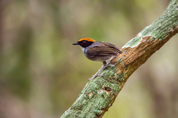 Fototapeta premium Black cheeked Gnateater photographed in Linhares, Espirito Santo. Southeast of Brazil. Atlantic Forest Biome. Picture made in 2013.