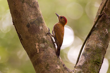 Red stained Woodpecker photographed in Linhares, Espirito Santo. Southeast of Brazil. Atlantic Forest Biome. Picture made in 2013.