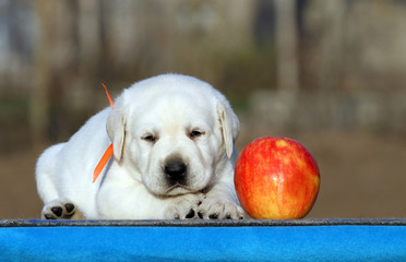 sweet labrador puppy on a blue background