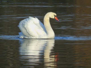 Łabędź niemy pływający dumnie po jeziorze © Katarzyna