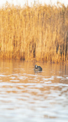 Fotografia naturalistica toscana
