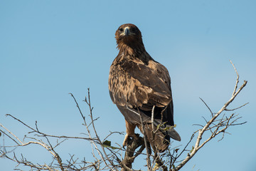 Aigle ravisseur,.Aquila rapax , Tawny Eagle