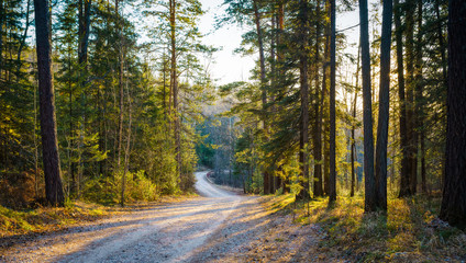 road in forest