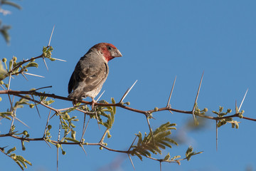 Amadine à tête rouge,.Amadina erythrocephala, Red headed Finch, Afrique du Sud