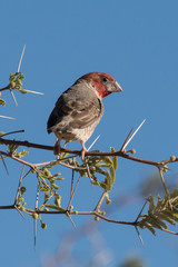 Amadine à tête rouge,.Amadina erythrocephala, Red headed Finch, Afrique du Sud
