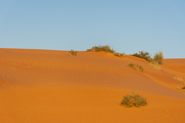 Desert at sunrise brings out bold burnt orange colored sand making a great desert landscape in the United Arab Emirates.