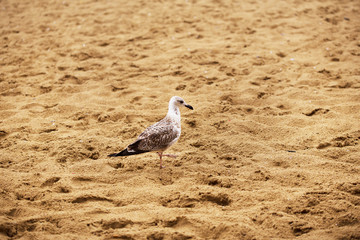 Gulls on beautiful sandy beaches of Bulgaria Nessebar