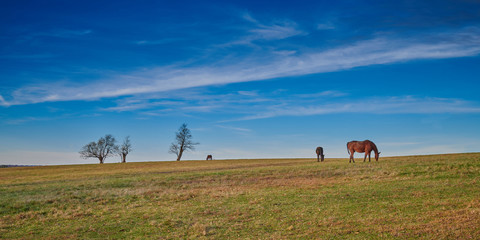 Thoroughbred Horses Grazing
