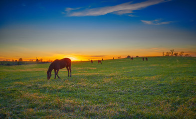 Thoroughbred Horses grazing at Dusk